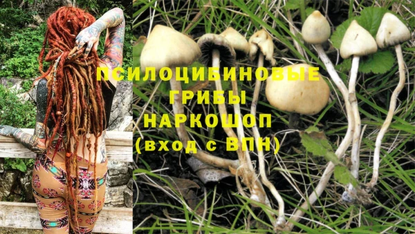 стаф Володарск